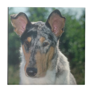 Cerâmica Azulejo azul liso do Collie de Merle