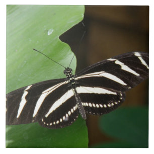 Cerâmica Azulejo bonito da borboleta de Longwing da zebra