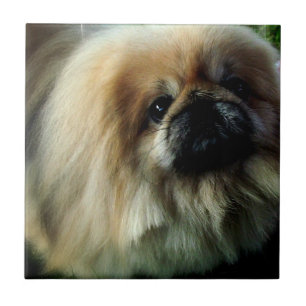 Cerâmica Azulejo bonito de Pekingese