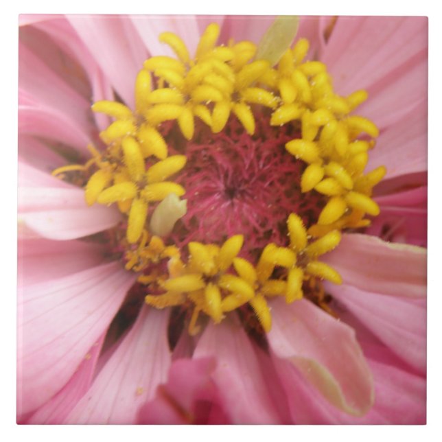 Cerâmica Azulejo bonito de Zinnia Rosa (Frente)