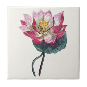 Cerâmica Azulejo botânico de Lotus da água cor-de-rosa