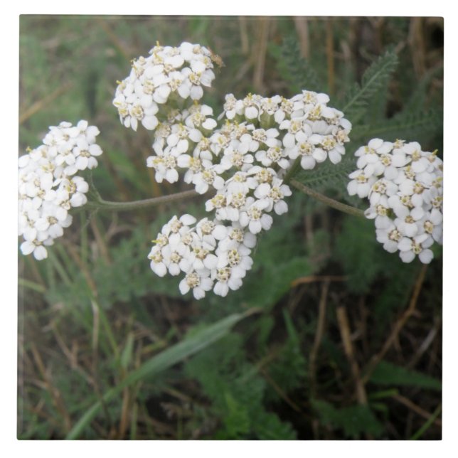 Cerâmica Azulejo branco de flores silvestres (Frente)