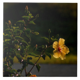 Cerâmica Azulejo Bush de Flor Amarelo Hibiscus