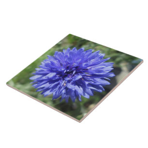Cerâmica Azulejo cerâmico - Botão Solteiro Azul de Cornflow