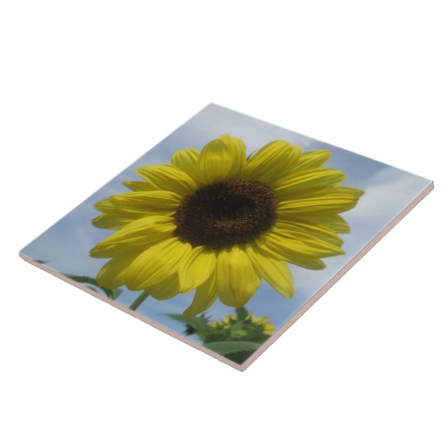 Cerâmica Azulejo cerâmico - Céu de Verão de Sunflower (Lateral)