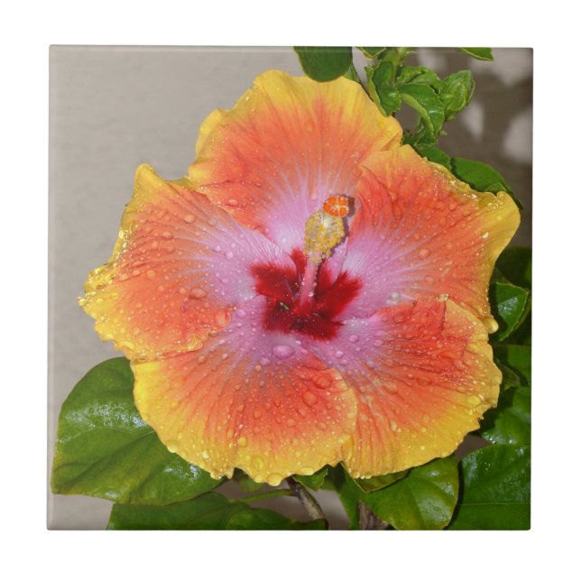 Cerâmica Azulejo cerâmico colorido de flores de Hibiscus (Frente)