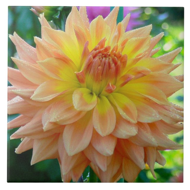 CERÂMICA  AZULEJO CERÂMICO COM A DAHLIA COM COR DE PEACH (Frente)