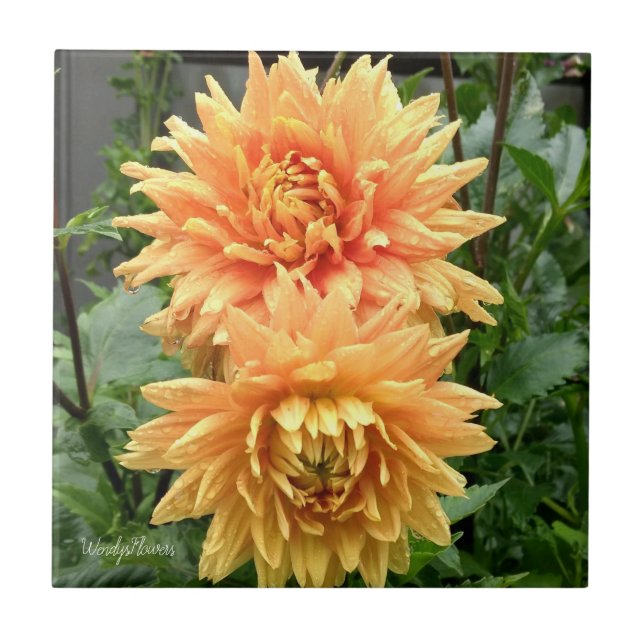 Cerâmica azulejo cerâmico com dálias laranja com gotas de c (Frente)