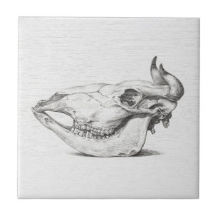 Cerâmica Azulejo Cerâmico com Desenho de Caveira de Vaca Vi