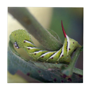 Cerâmica Azulejo cerâmico da foto de Hornworm Caterpillar