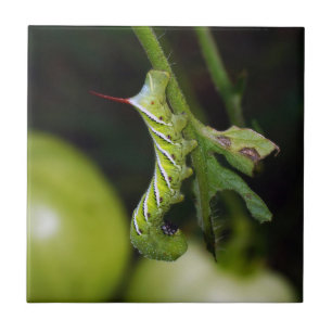 Cerâmica Azulejo cerâmico da foto de Hornworm Caterpillar
