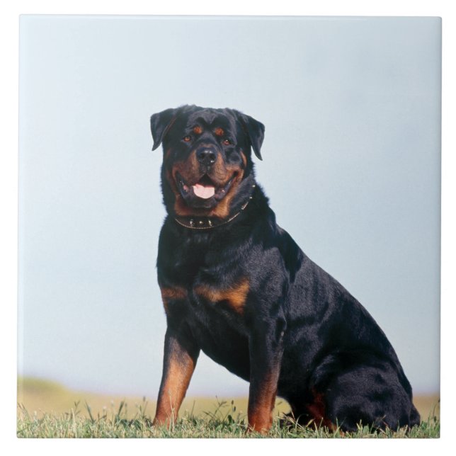 Cerâmica Azulejo cerâmico da foto do retrato de Rottweiler (Frente)