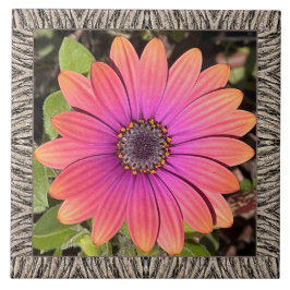 Cerâmica azulejo cerâmico de 6"x 6" com Gazania Brilhante
