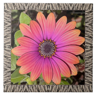 Cerâmica azulejo cerâmico de 6"x 6" com Gazania Brilhante
