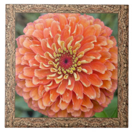 Cerâmica azulejo cerâmico de 6"x 6" com Zinnia laranja em g