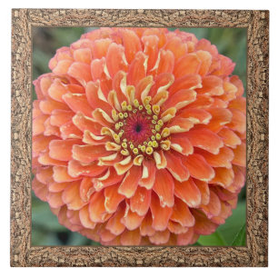 Cerâmica azulejo cerâmico de 6"x 6" com Zinnia laranja em g