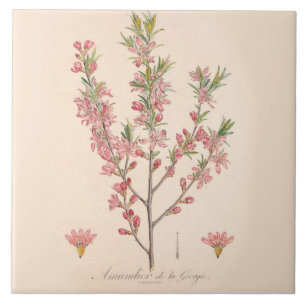 Cerâmica Azulejo cerâmico de amêndoa Decor de cozinha