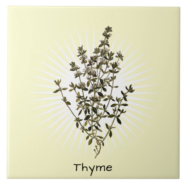 Cerâmica Azulejo cerâmico de Arte Botânica de Thyme Herb Vi (Frente)