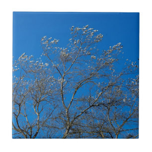 Cerâmica Azulejo cerâmico de Árvore Poplar Branca