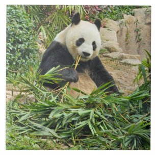 Cerâmica Azulejo cerâmico de bambu comendo pano