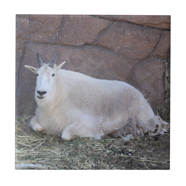 Cerâmica Azulejo cerâmico de carne (Frente)