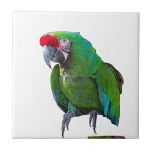 Cerâmica Azulejo Cerâmico de Cenoura Verde
