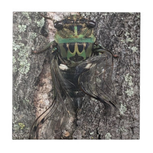 Cerâmica Azulejo cerâmico de Cicada