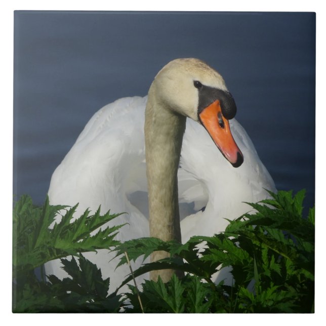 Cerâmica Azulejo Cerâmico de Cisne Bonito (Frente)