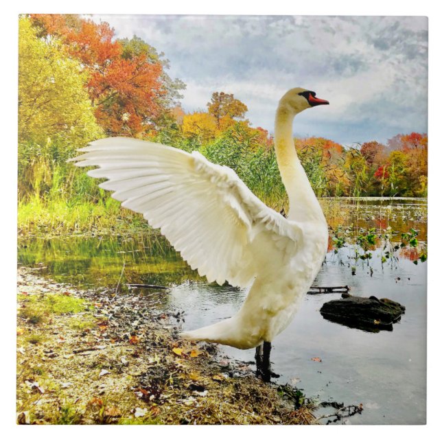 Cerâmica Azulejo cerâmico de Cisne e Queda (Frente)