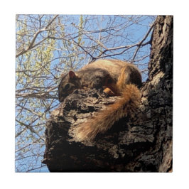 Cerâmica Azulejo cerâmico de esquilo