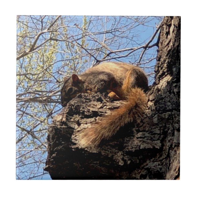 Cerâmica Azulejo cerâmico de esquilo (Frente)