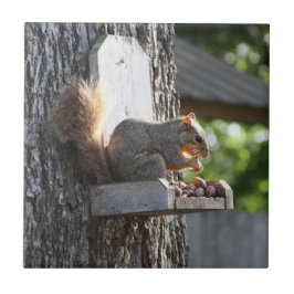 Cerâmica Azulejo cerâmico de esquilo