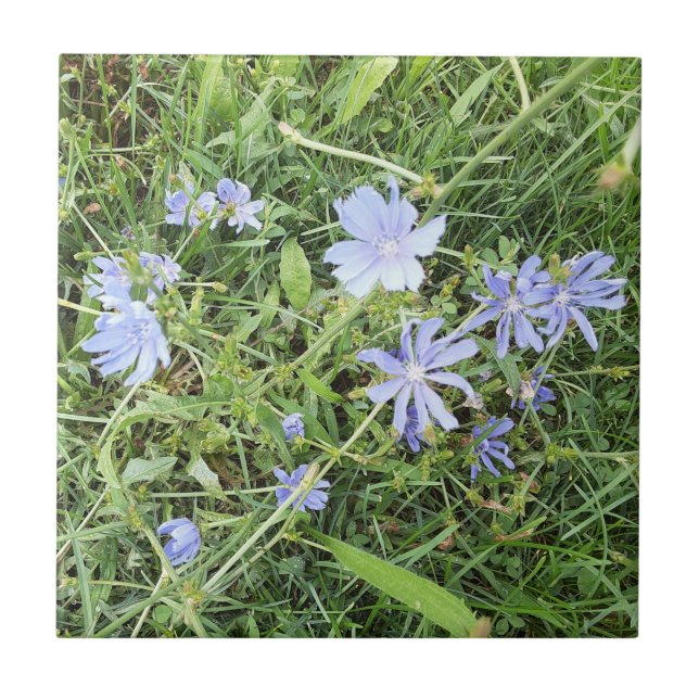 Cerâmica Azulejo cerâmico de flor selvagem (Frente)