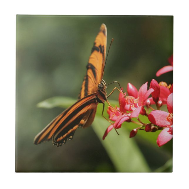 Cerâmica Azulejo cerâmico de flores de borboleta (Frente)