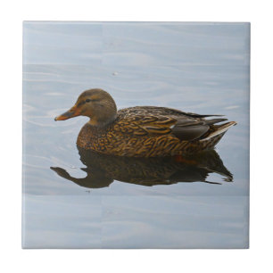 Cerâmica Azulejo Cerâmico de Foto Duck