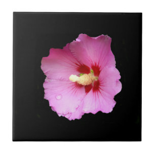 Cerâmica Azulejo Cerâmico de Hibiscus Rosa