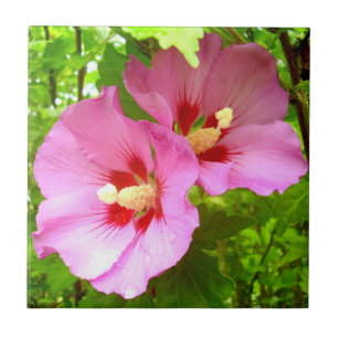 Cerâmica Azulejo cerâmico de Hibiscus rosa