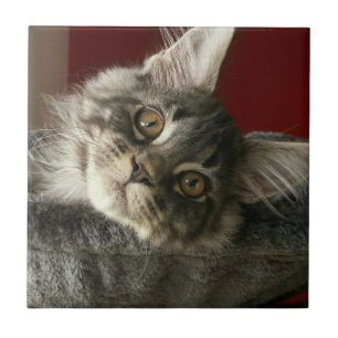 Cerâmica Azulejo cerâmico de Kitten Maine Coon