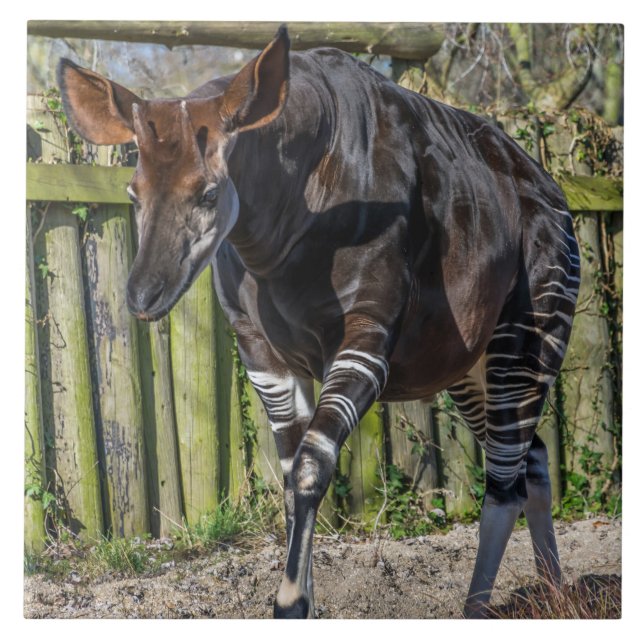 Cerâmica Azulejo cerâmico de Okapi (Frente)