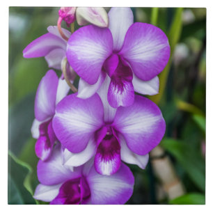 Cerâmica azulejo cerâmico de orquídeas brancas e roxas