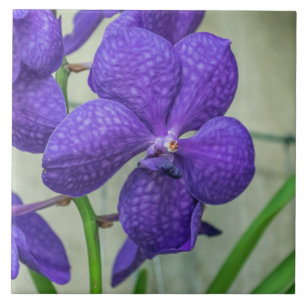 Cerâmica azulejo cerâmico de orquídeas de vanda