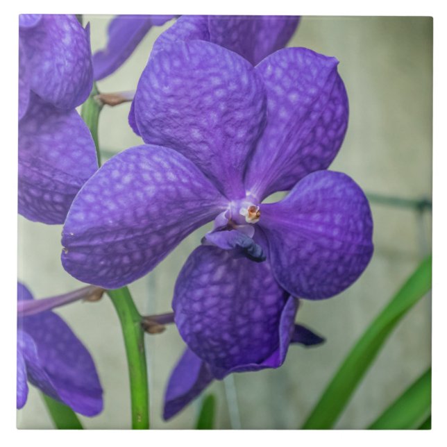 Cerâmica Azulejo cerâmico de orquídeas de vanda púrpura (Frente)