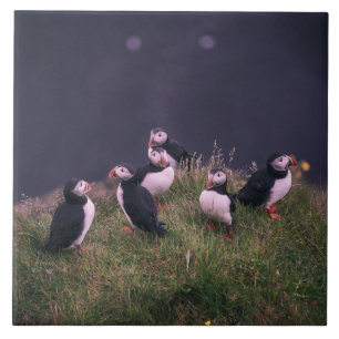 Cerâmica Azulejo cerâmico de Puffins-Atlântico