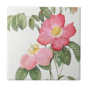 Cerâmica Azulejo cerâmico de rosadas vermelhas