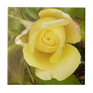 Cerâmica Azulejo cerâmico de Rosebud Amarelo