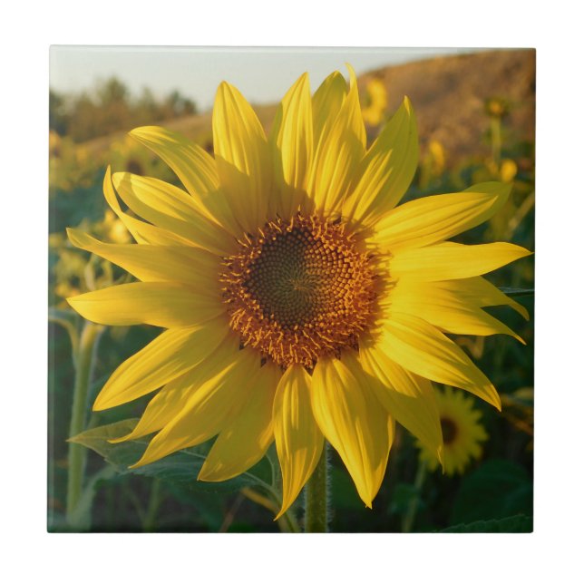 Cerâmica Azulejo cerâmico de Sunflower Season (Frente)