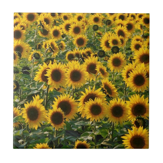 Cerâmica Azulejo cerâmico de Sunflower Summer (Frente)