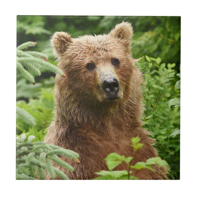 Cerâmica Azulejo cerâmico de urso-pardo (Frente)