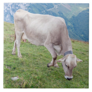 Cerâmica azulejo cerâmico de vaca
