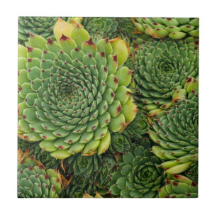 Cerâmica Azulejo cerâmico decorativo de plantas com talent